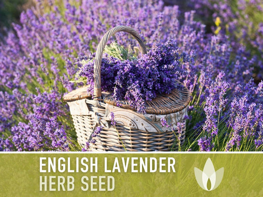 English Lavender Heirloom Herb Seeds