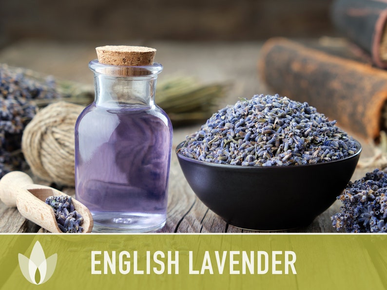 English Lavender Heirloom Herb Seeds