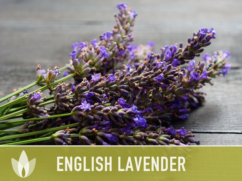 English Lavender Heirloom Herb Seeds