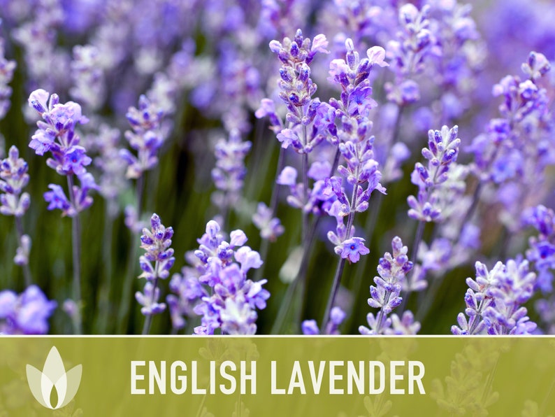 English Lavender Heirloom Herb Seeds