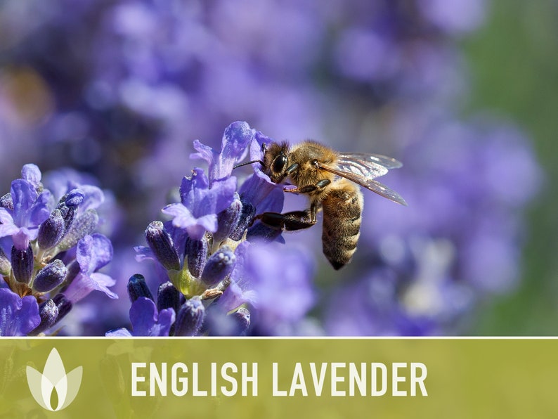 English Lavender Heirloom Herb Seeds
